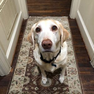 Meet your Posher, Grace